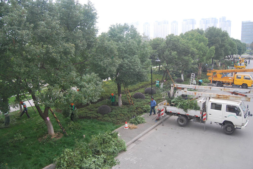 上海景觀植物移植養護